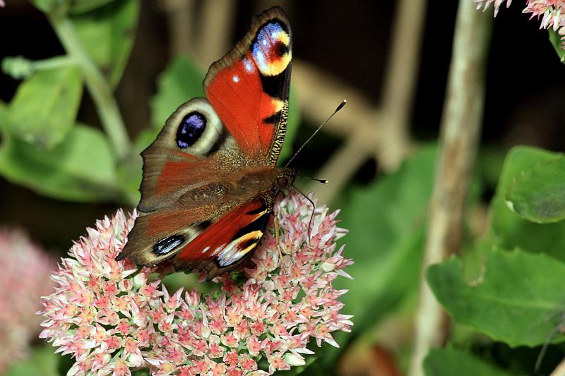 Tagpfauenauge auf Blüte (1).JPG - Tagpfauenauge